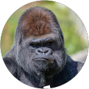 Ami Chad profile picture